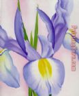 Iris Paintings - Lavender Iris by Georgia O'Keeffe